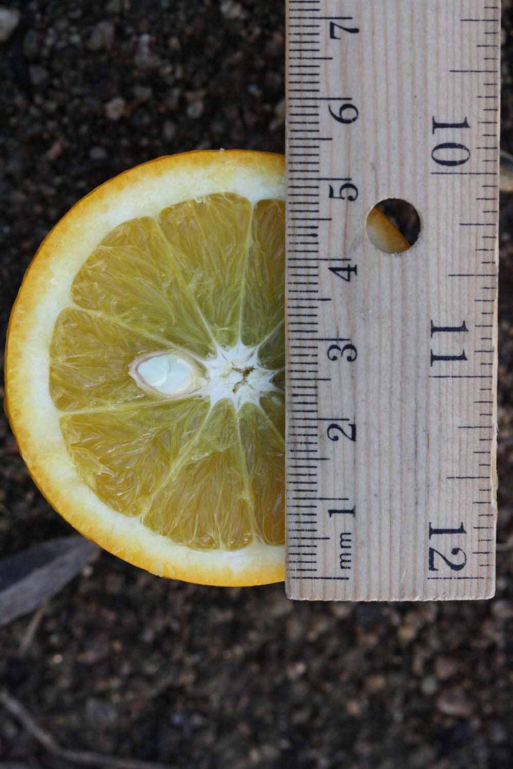            Fruit cross-section (Riverside, CA)   